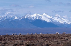 Caribou graze on the coastal plain of the Arctic National Wildlife Refuge, with the Brooks Range as a backdrop. (USFWS)