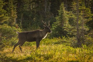 Mountain-type_Woodland_Caribou