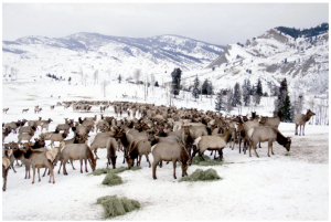 elk feedlot