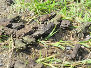 Multiple_western_toads_Summit_Lake_MOT