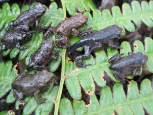 Multiple_western_toads_Summit_Lake_MOT_2