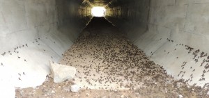 Western_Toad_Tunnel_Summit_Lake_MOT