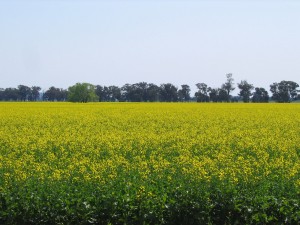 Canola_field_temora_nsw